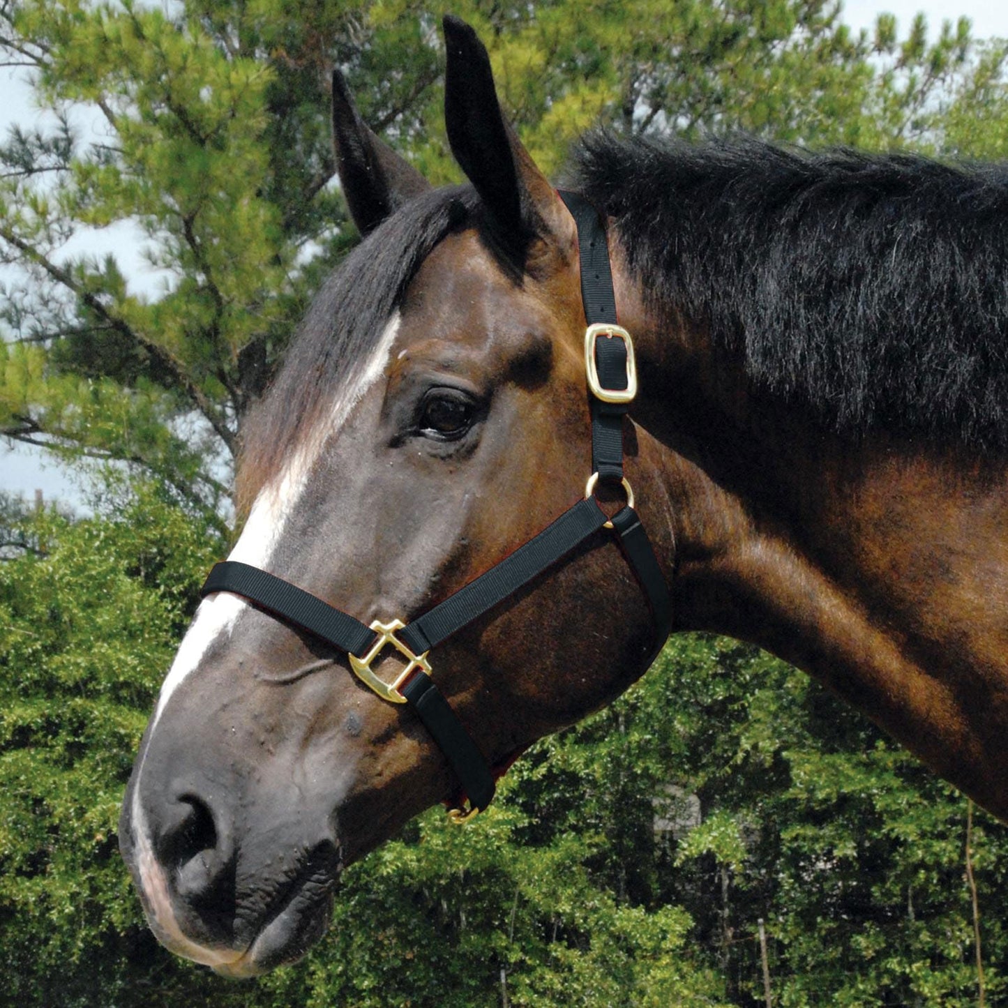 Arabian and Cob Sized Nylon Horse Halter