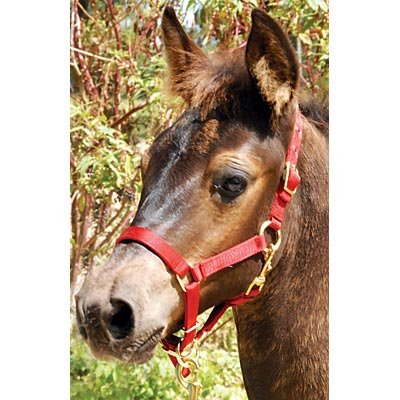 Mini Horse  Adjustable Nylon Miniature Horse Halter