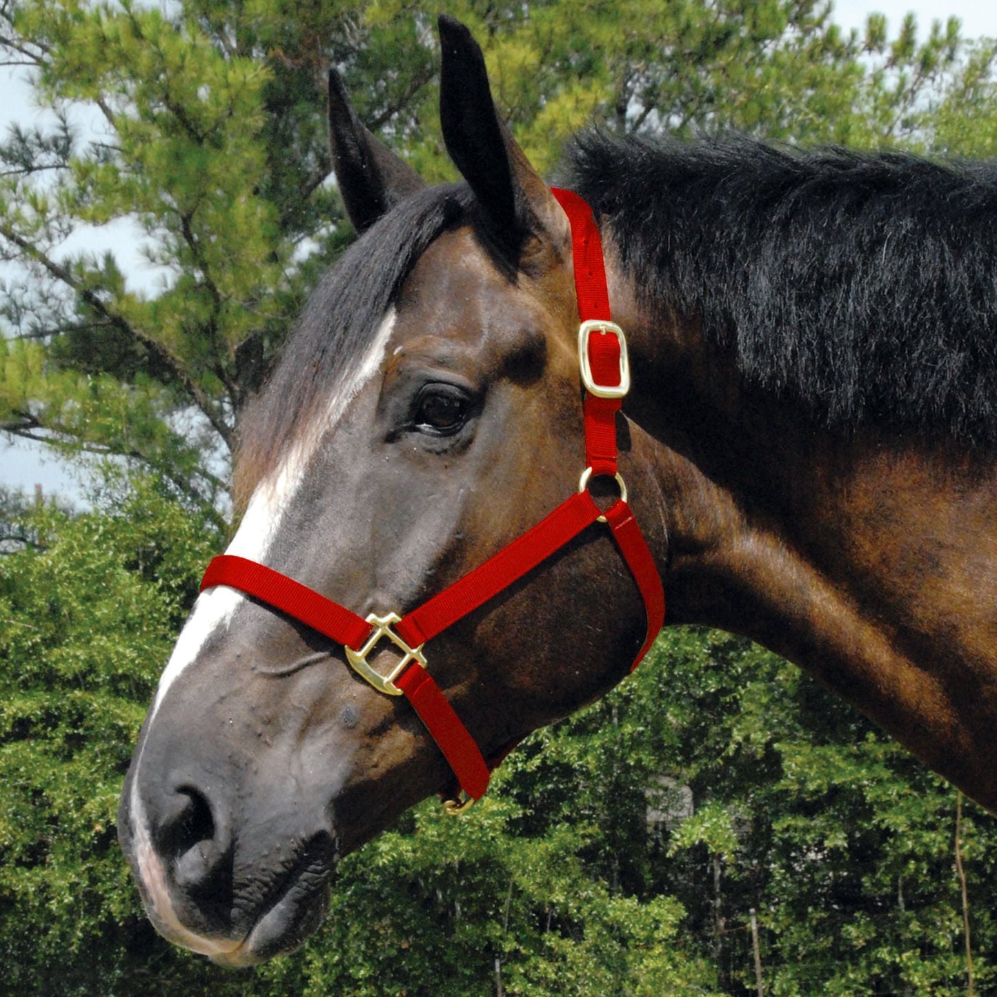 Arabian and Cob Sized Nylon Horse Halter