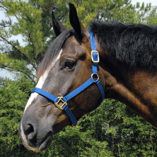 Arabian and Cob Sized Nylon Horse Halter