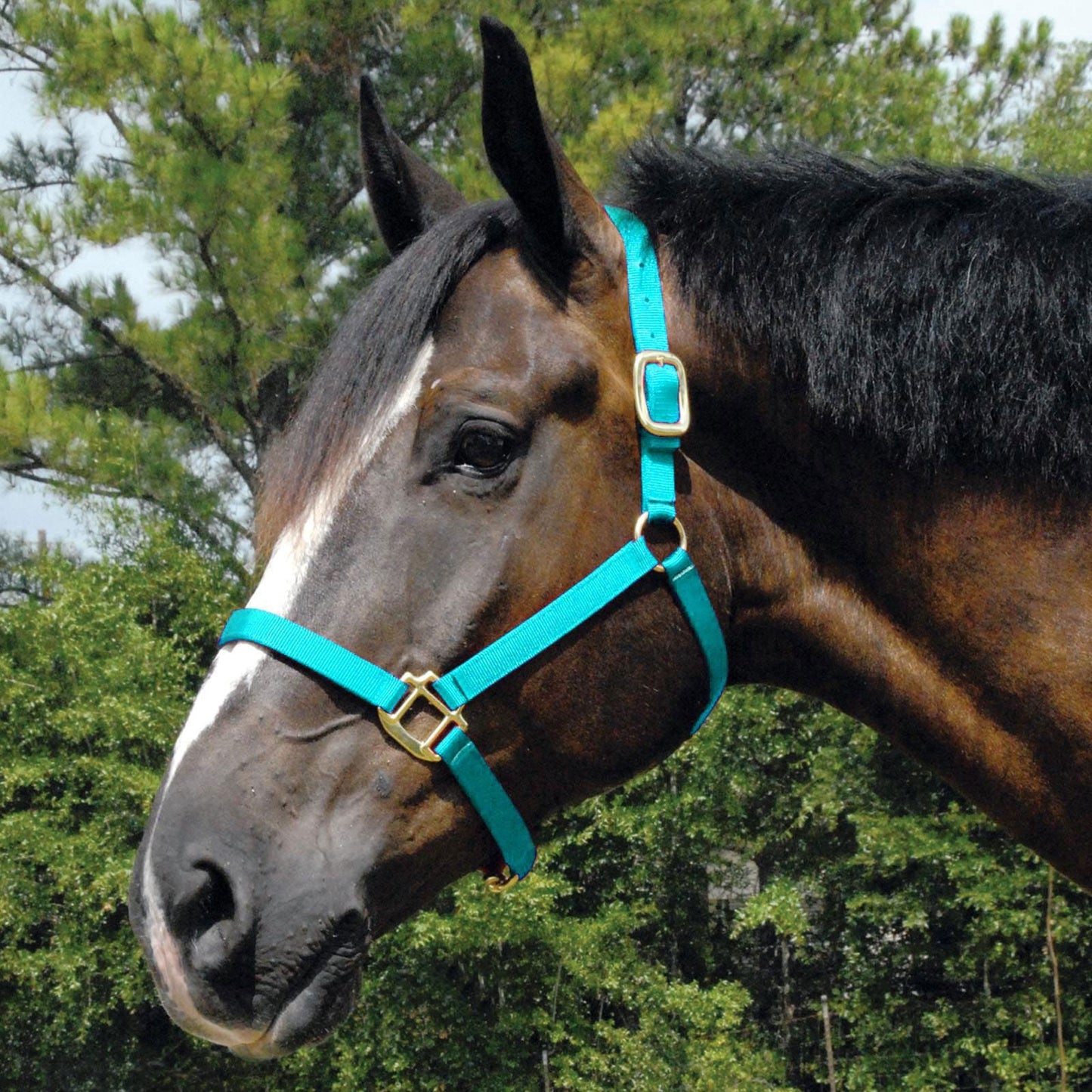Arabian and Cob Sized Nylon Horse Halter