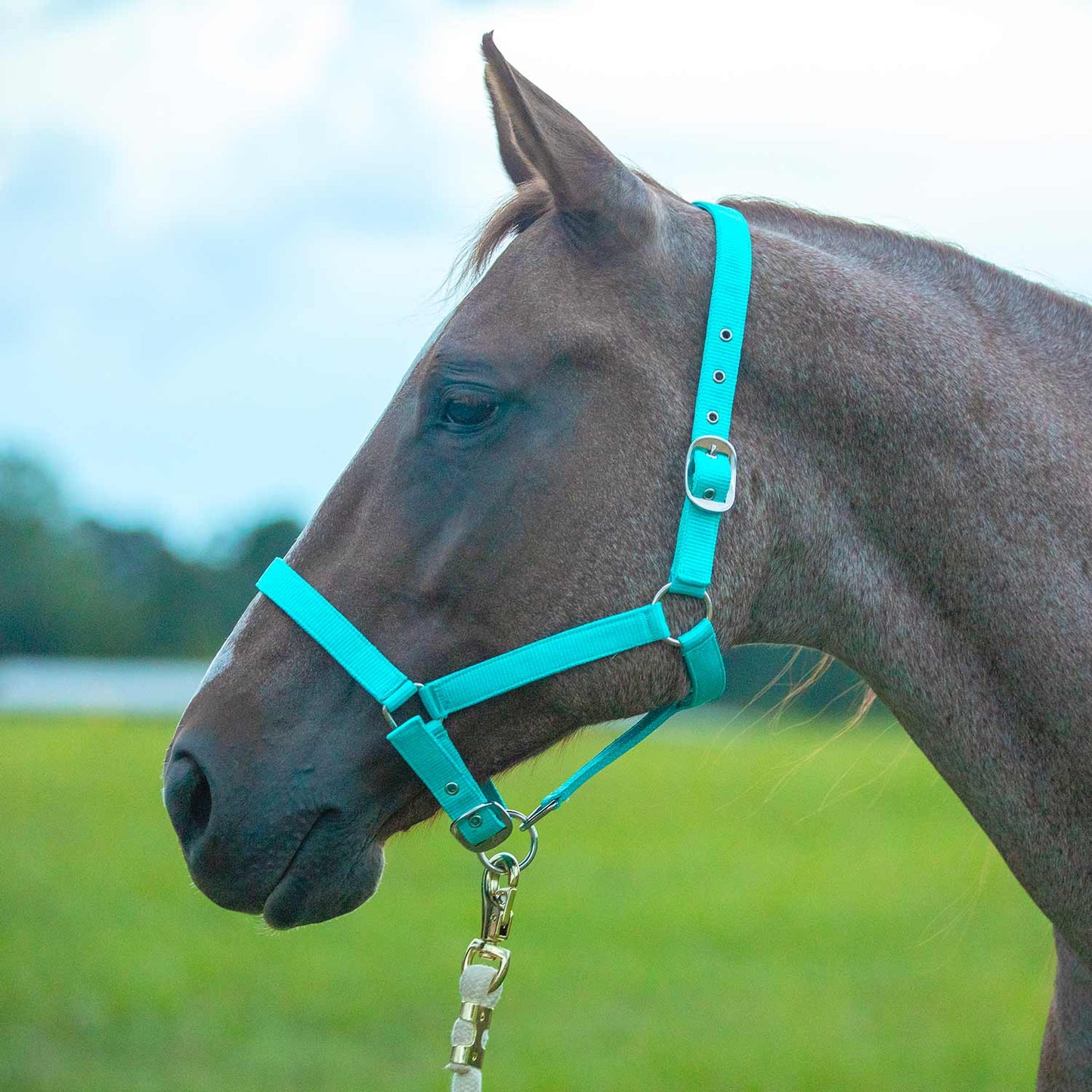 Value Adjustable Nylon Full Size Horse Halter