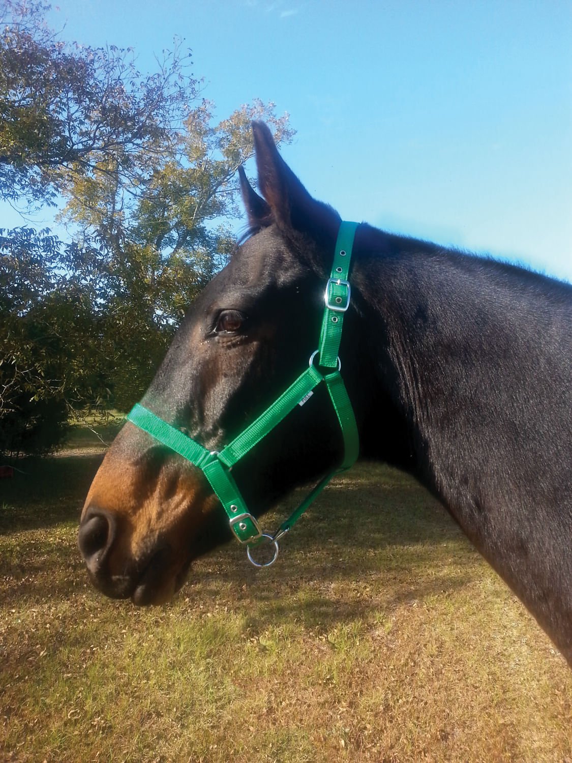 Value Adjustable Nylon Full Size Horse Halter