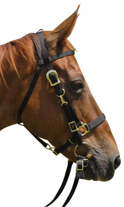 Nylon Combination Endurance Trail Horse Halter Bridle with Reins