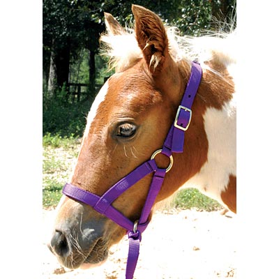 Nylon "Grow With Me" Weanling Horse Halter