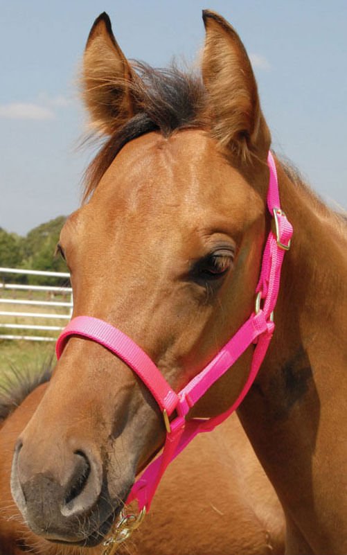 Nylon Foal & Pony Halter