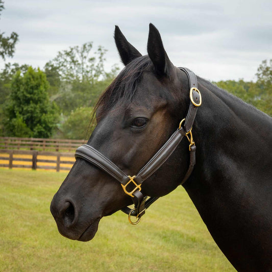 Luxury Softie Padded Leather Halter for Horses