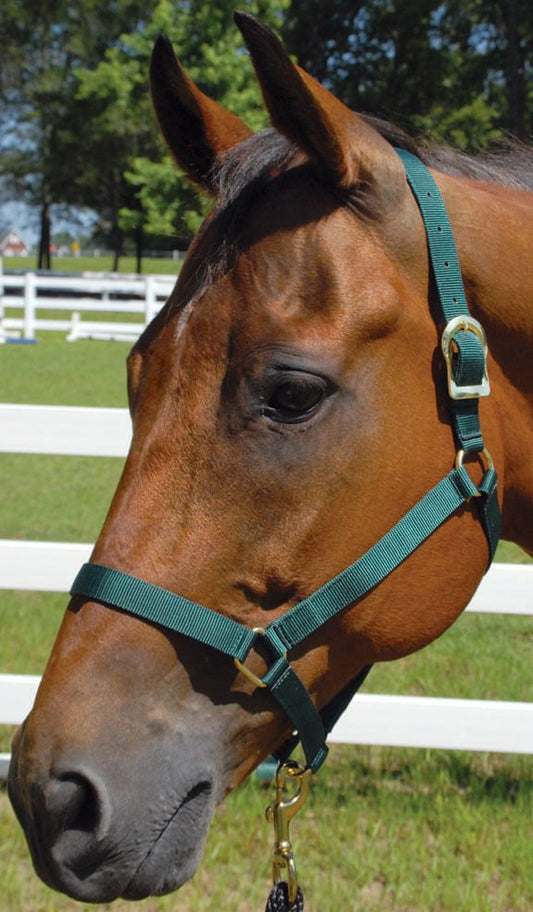 Premium Turnout Nylon Horse Halters, 2-Ply, 1"