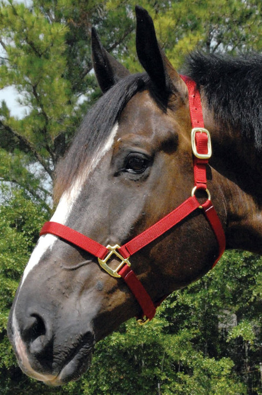 Premium Nylon Weanling & Yearling Horse Halters, 3-Ply, 1"