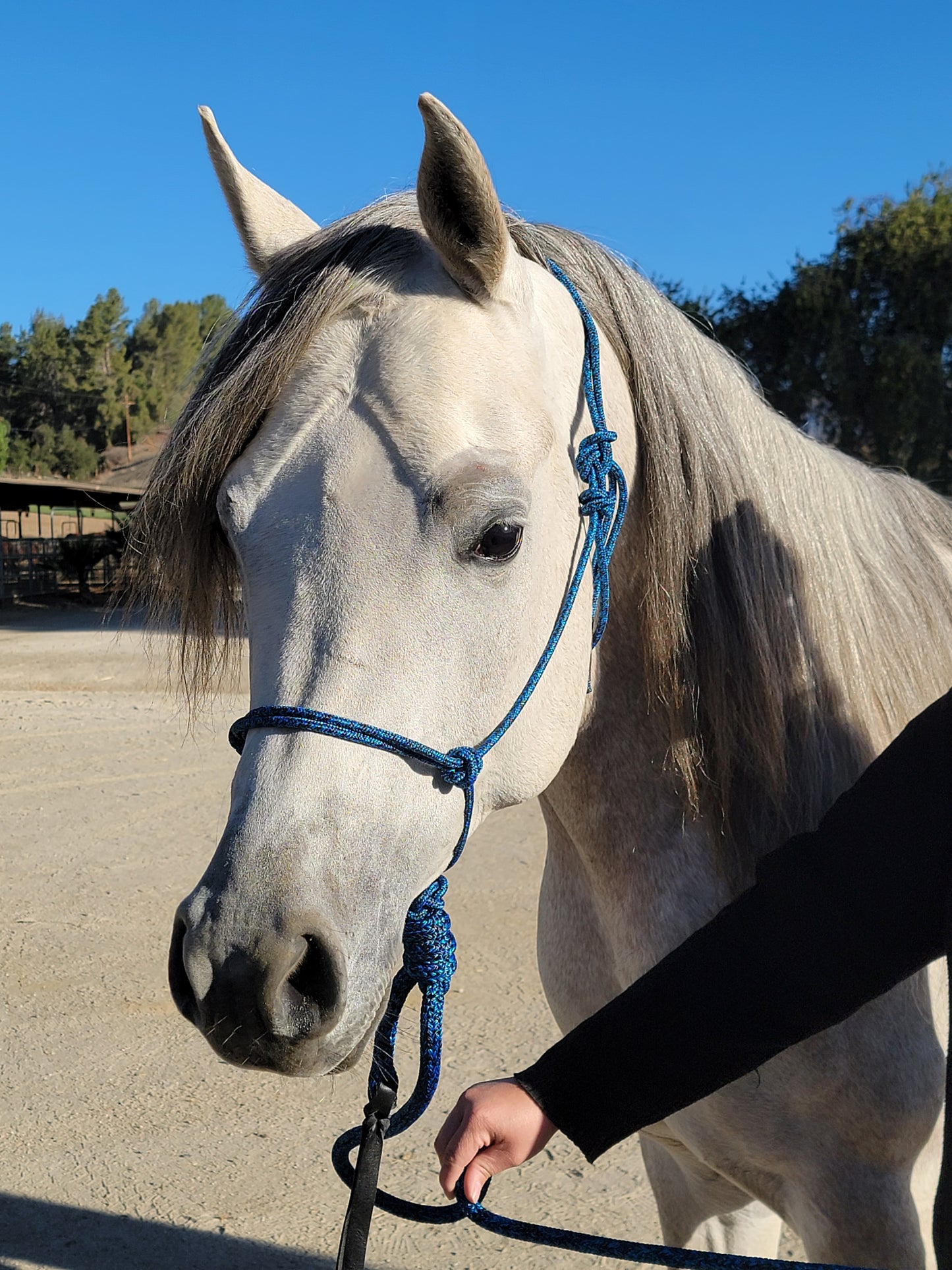 Handcrafted Rope Halter – Arabian & Refined Stock Horse Fit