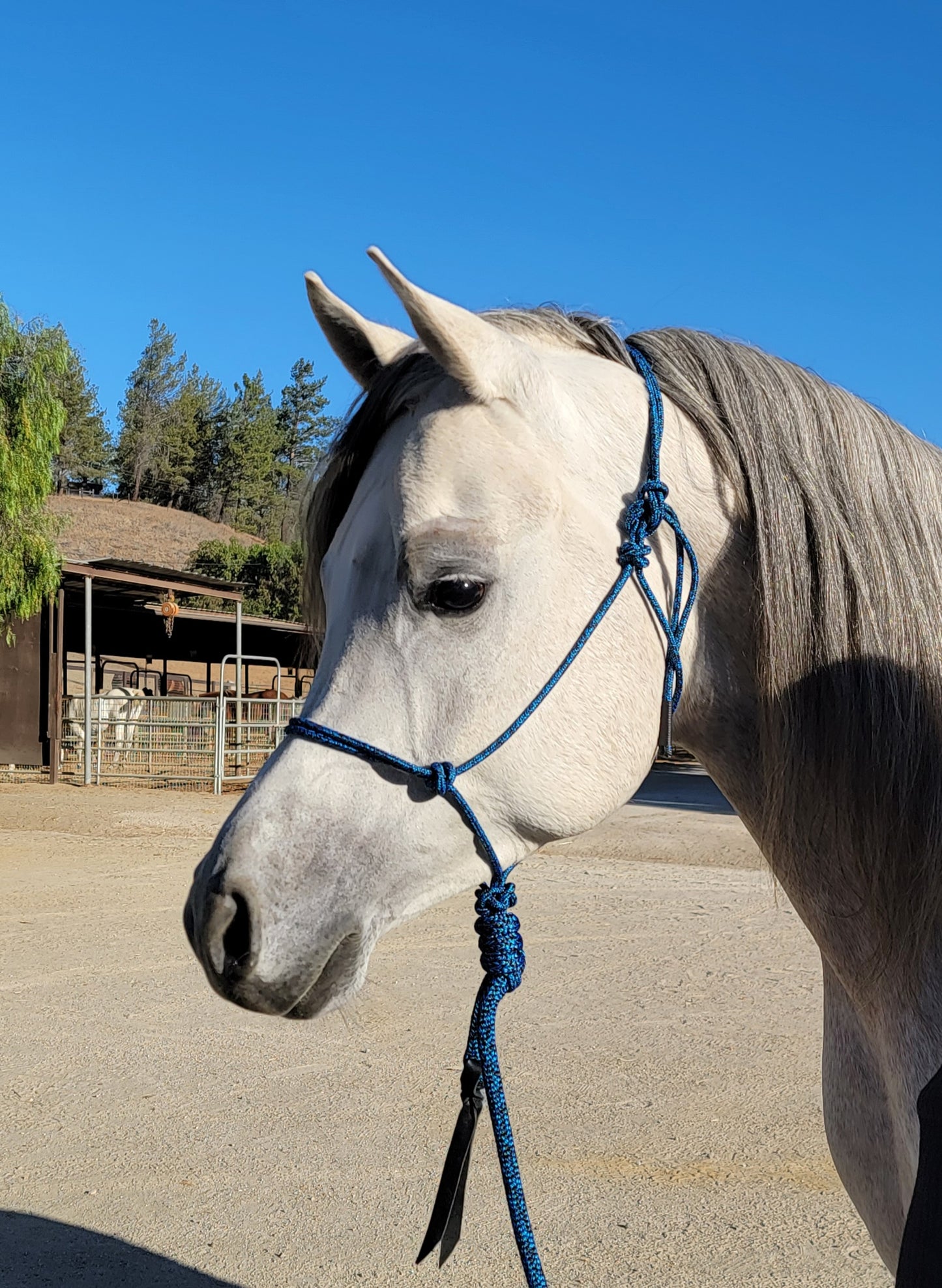 Handcrafted Rope Halter – Arabian & Refined Stock Horse Fit