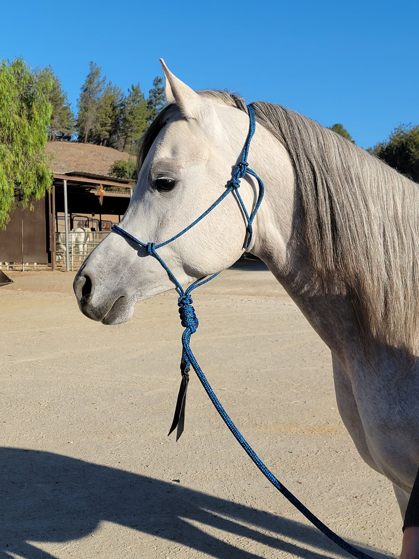 Handcrafted Rope Halter – Arabian & Refined Stock Horse Fit
