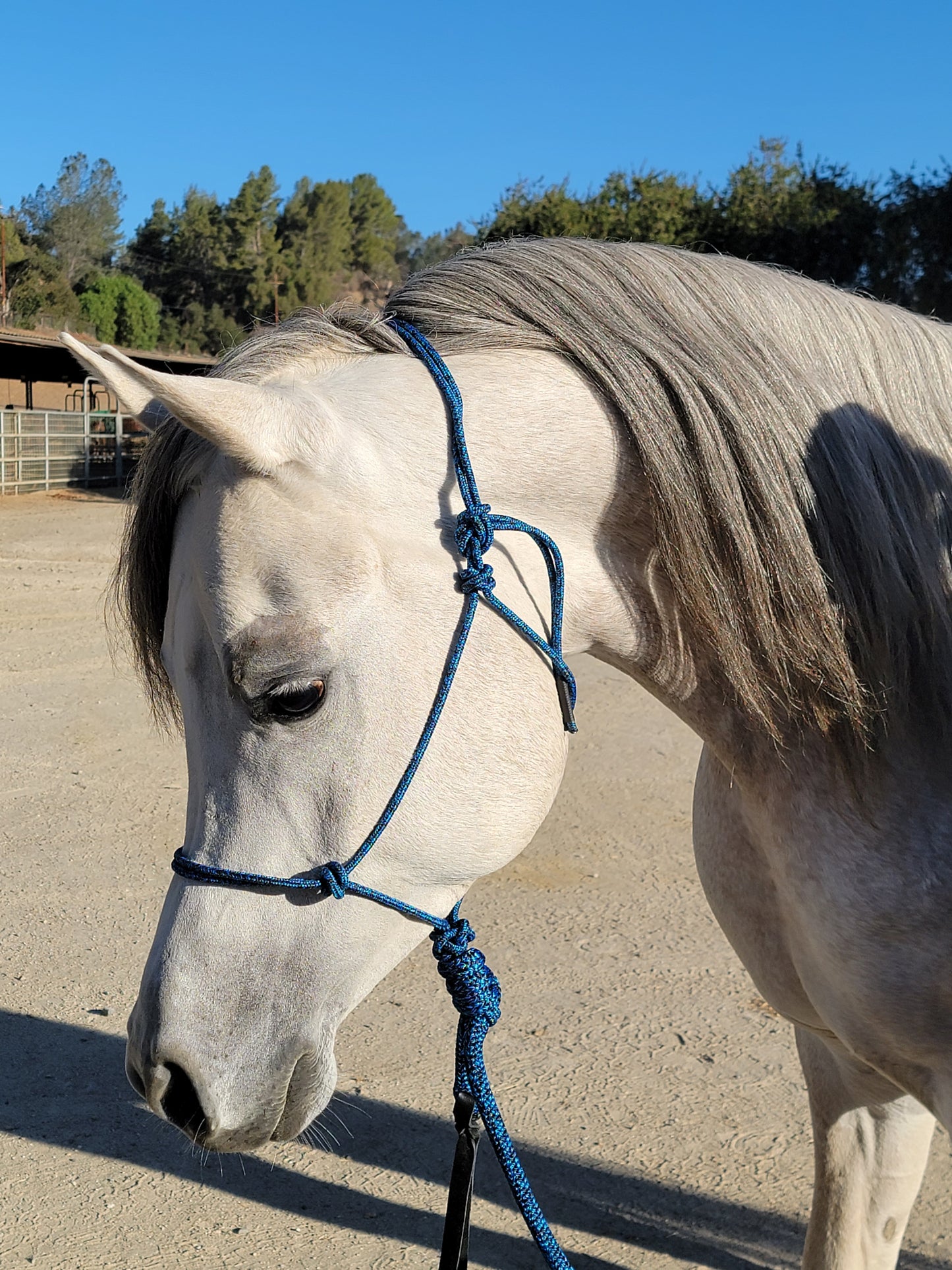 Handcrafted Rope Halter – Arabian & Refined Stock Horse Fit