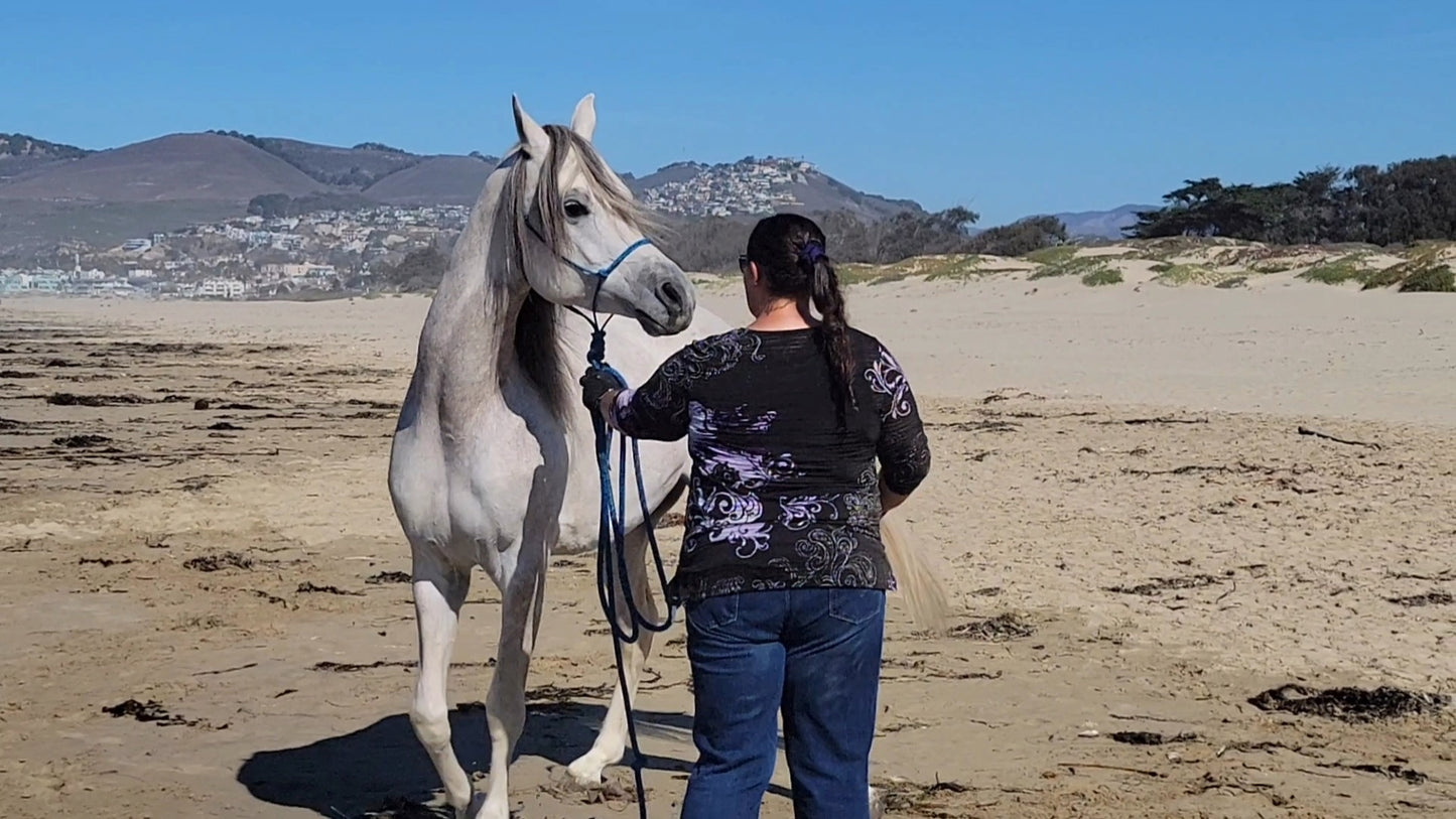 Handcrafted Rope Halter – Arabian & Refined Stock Horse Fit